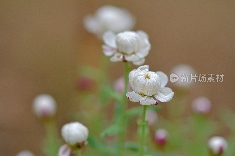 罗丹花花药/洋甘菊阳光/纸雏菊